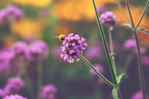 Bee Natural