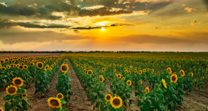 Farmers Sunflowers