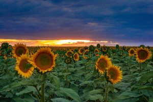 The End of Summer Sunflowers