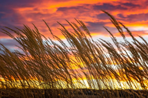 Golden Wheat Field with a sunset backdrop