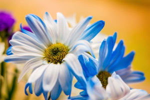 Blue, Yellow and White Flower