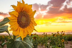 The Sunflowers sunset